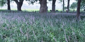 맥문동 효능, 맥문동 꽃, 맥문동차, 맥문동 부작용, 맥문동 뿌리, 맥문동 유래, Liriope platyphylla, 기관지 영양제, 사포닌, 윤폐 효능