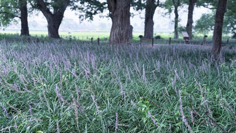 맥문동 효능, 맥문동 꽃, 맥문동차, 맥문동 부작용, 맥문동 뿌리, 맥문동 유래, Liriope platyphylla, 기관지 영양제, 사포닌, 윤폐 효능