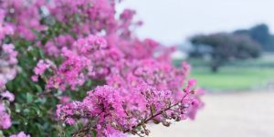 백일홍 나무, 배롱나무, 백일홍 나무 키우기, 배롱나무 전정, Lagerstroemia indica, 여름꽃 추천, 정원수, 목백일홍, 자미화, 흰가루병