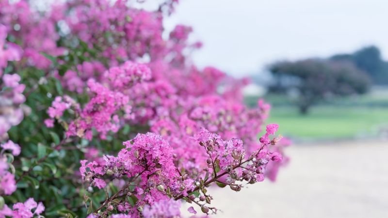 백일홍 나무, 배롱나무, 백일홍 나무 키우기, 배롱나무 전정, Lagerstroemia indica, 여름꽃 추천, 정원수, 목백일홍, 자미화, 흰가루병