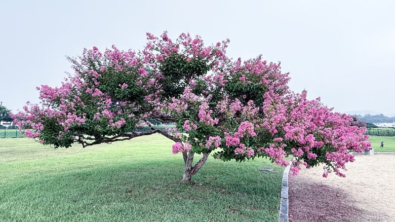 백일홍 나무, 배롱나무, 백일홍 나무 키우기, 배롱나무 전정, Lagerstroemia indica, 여름꽃 추천, 정원수, 목백일홍, 자미화, 흰가루병