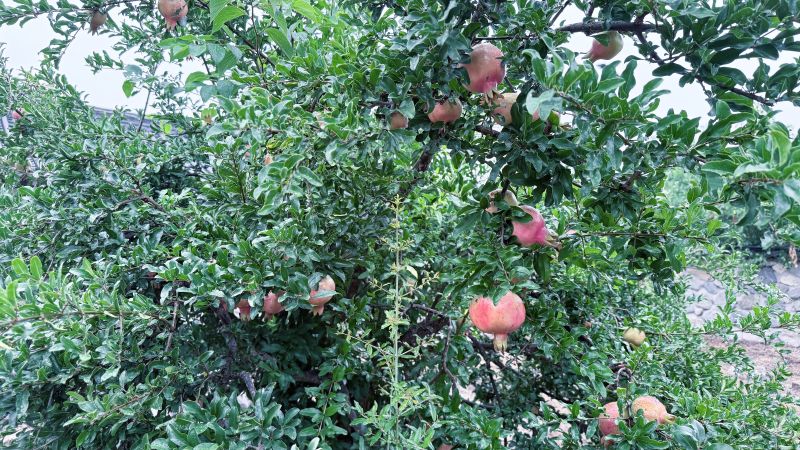 석류 효능, 석류 재배법, 석류 섭취법, 여성 건강, 갱년기, 엘라그산, 식물성 에스트로겐, 석류 제철, 석류 키우기, 건강식품