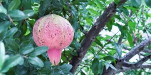 석류 효능, 석류 재배법, 석류 섭취법, 여성 건강, 갱년기, 엘라그산, 식물성 에스트로겐, 석류 제철, 석류 키우기, 건강식품