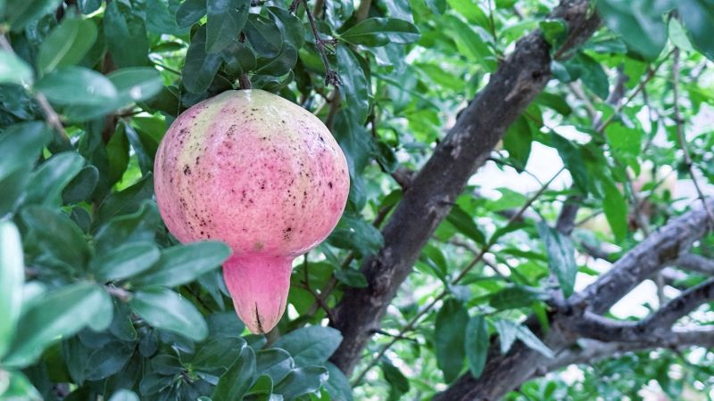 석류 효능, 석류 재배법, 석류 섭취법, 여성 건강, 갱년기, 엘라그산, 식물성 에스트로겐, 석류 제철, 석류 키우기, 건강식품