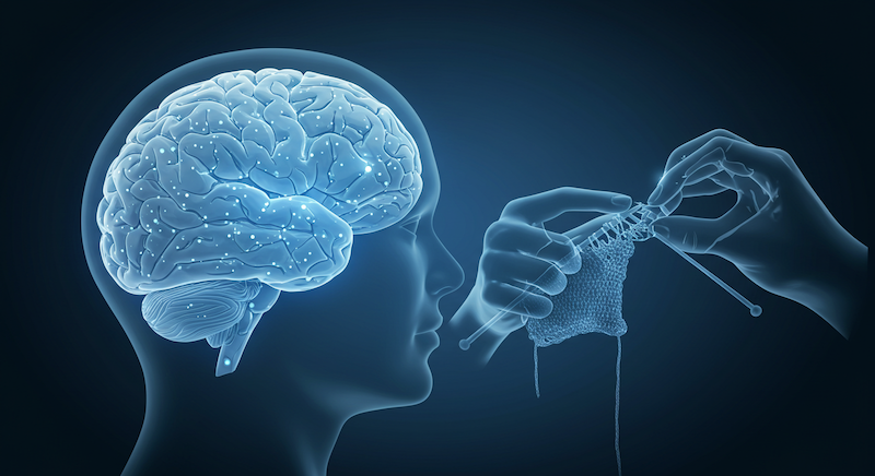 손 운동 치매 예방, 소근육 뇌 활성화, 제2의 뇌, 손가락 체조 루틴, 정교한 손 운동, 뜨개질 뇌 건강, 신경 가소성, 호문쿨루스, 인지 기능 강화, 악기 연주 효과