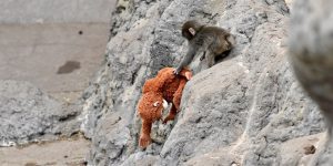 이케아 인형 엄마라 믿는 아기 원숭이 펀치의 눈물과 AI 영상의 충격적 실체